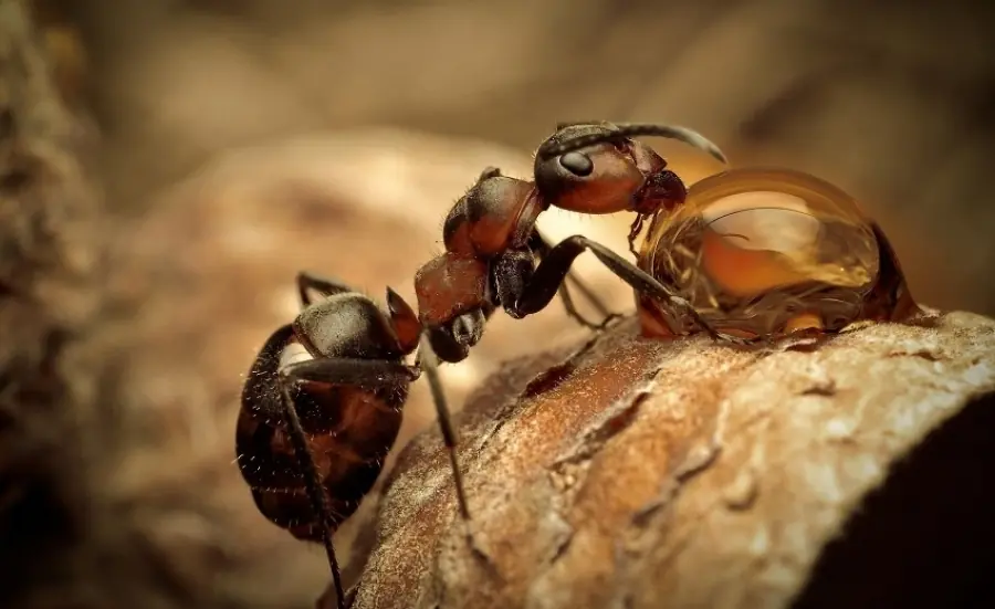 18 Datos Curiosos y Entretenidos sobre el Sexo