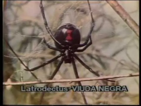 Picaduras peligrosas: a qué animales hay que temerles