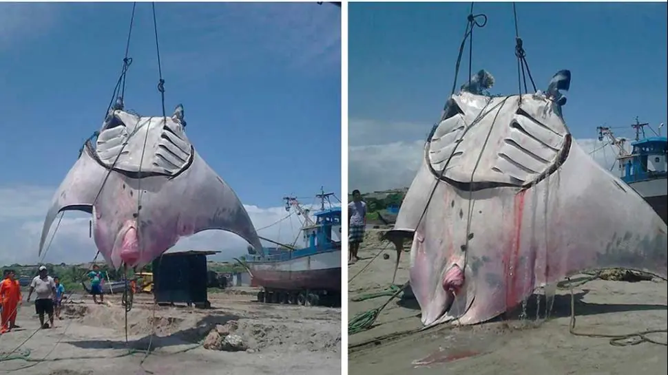 Pescaron mantarraya de mil quilos!pasa a verla pelotudo