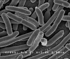 ¿Cuantos tipos de Escherichia Coli existen?