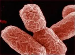 ¿Cuantos tipos de Escherichia Coli existen?