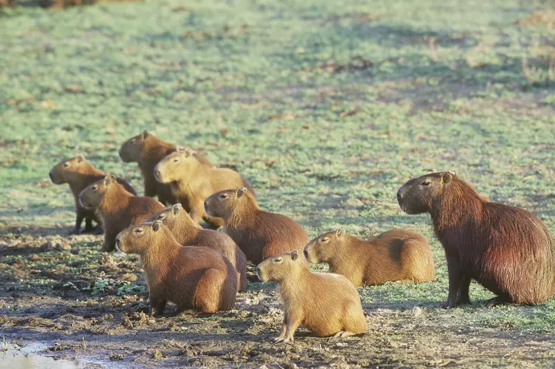 Capibara, Carpincho. El roedor más grande del mundo.