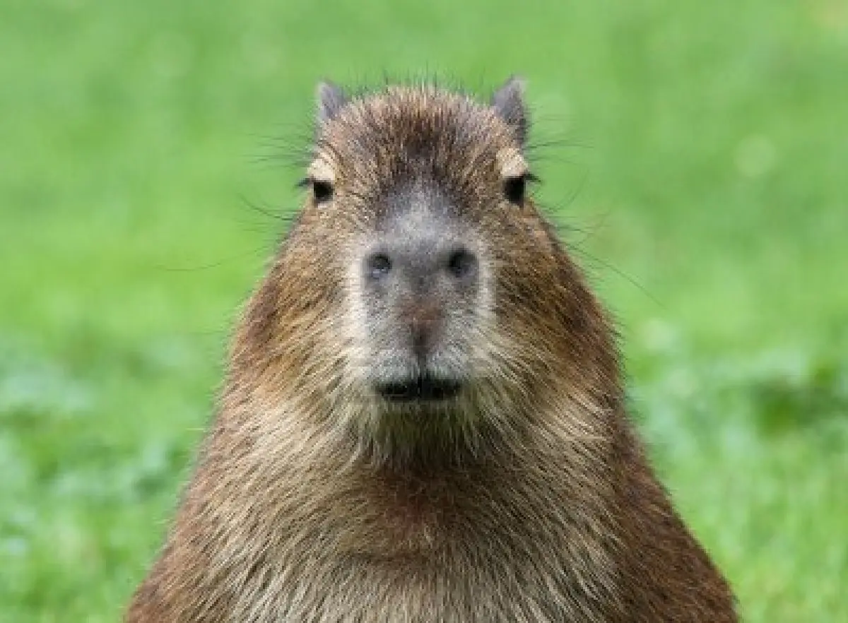 capibara