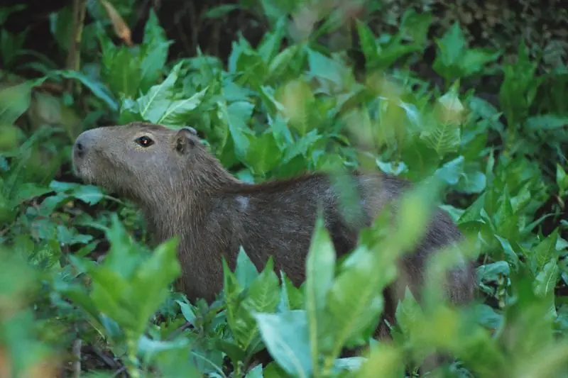 capibara