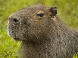 carpincho