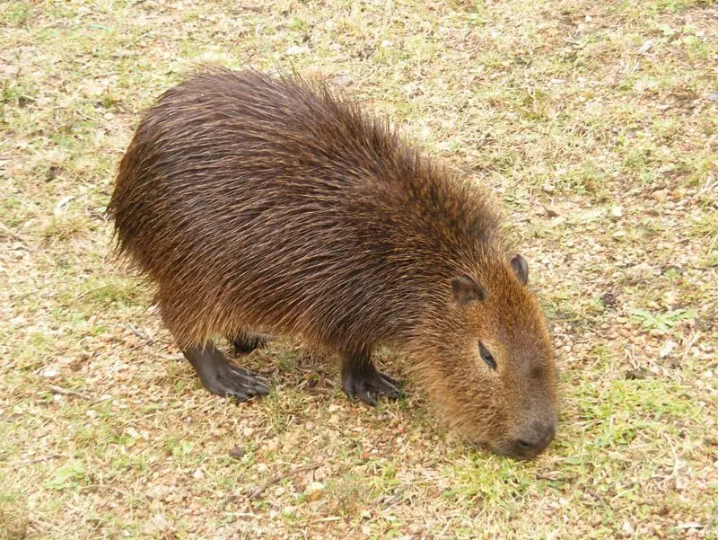 habitat
