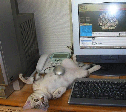gato
