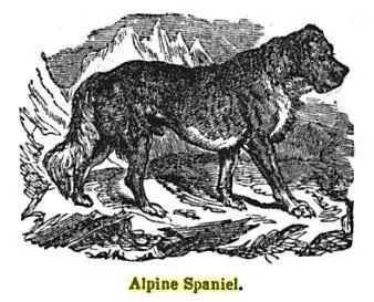 7 curiosas razas de perros extintas