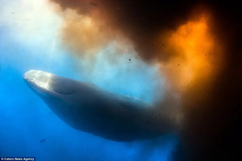 ballenas