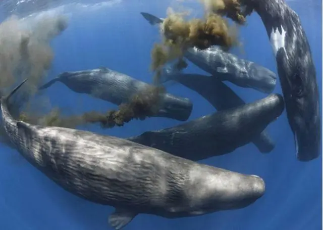 El océano esta lleno de caca de ballena