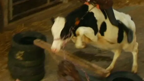 Fleur, la vaca saltarina