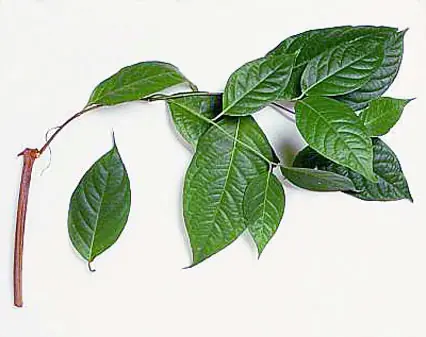 delplaneta
