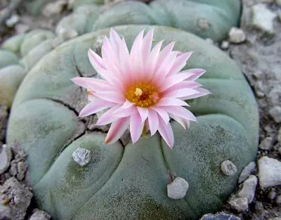 Las 6 plantas más alucinógenas del mundo