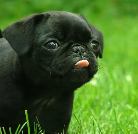El perro del gif + info