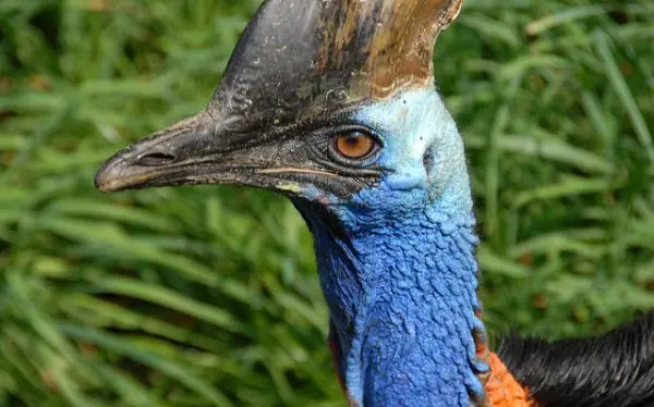 ¿Pueden los científicos revivir a los dinosaurios?