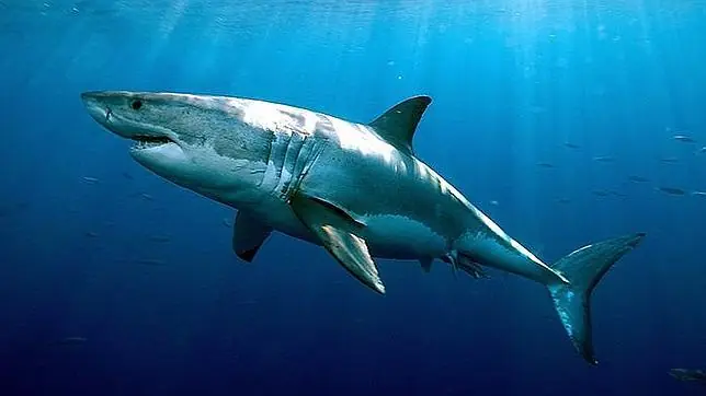 27 datos sorprendentes y verdaderos.