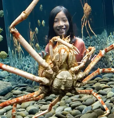 Los animales más RAROS del mundo. INIMAGINABLE