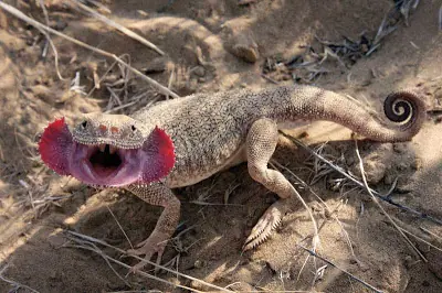 Los animales más RAROS del mundo. INIMAGINABLE