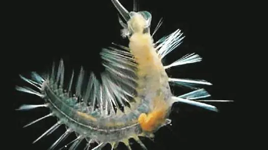 Los animales más RAROS del mundo. INIMAGINABLE