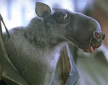 Los animales más RAROS del mundo. INIMAGINABLE