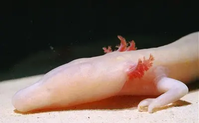 raros