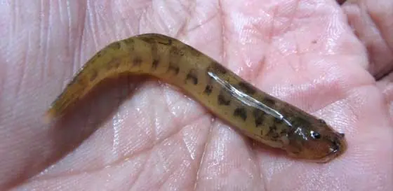 peces peces