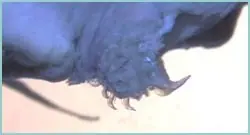 pequeño