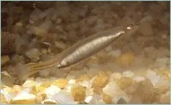 Candiru,con un pez en el pene