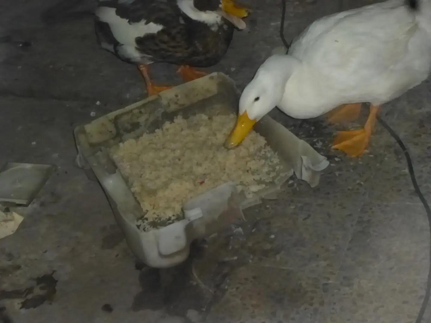 Te acordas de la pizza con liquido verde? material inedito