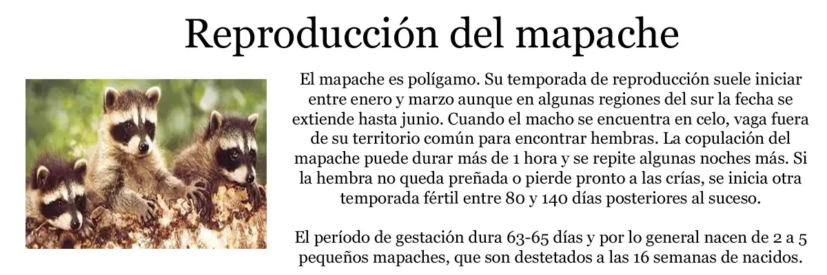 Serie animales- Todo sobre "Mapaches" Inteligencia Colectiva