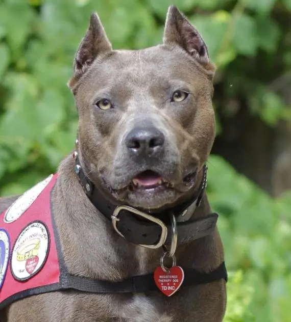 Pitbulls, mirá por que son la peor raza.