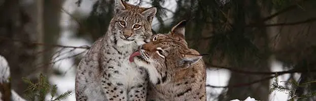 linces y lincesas