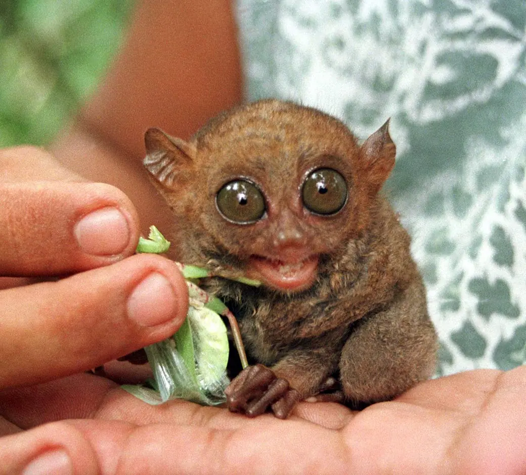 ¿Los animales se suicidan?