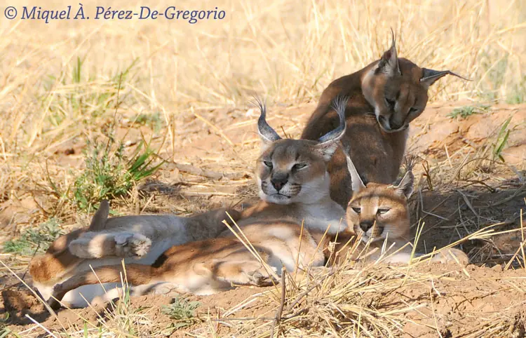 ejercito de linces