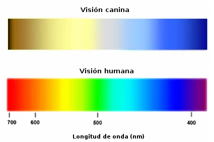 ¿Los perros ven en color o no?
