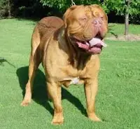 ranking de perros peligrosos
