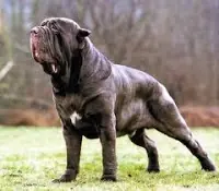 ¿Que harias si te viene a atacar un Pitbull ? Toma nota !
