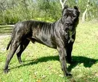 peores razas de perros peores razas de perros