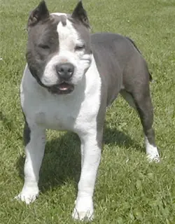 pitbull