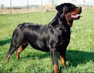 razas de perros mas peligrosas