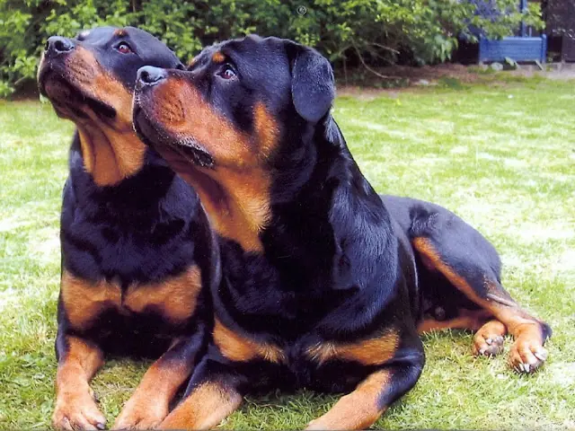 ¿Que harias si te viene a atacar un Pitbull ? Toma nota !