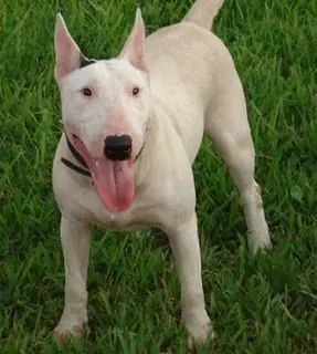 ranking de perros peligrosos