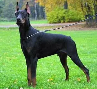 perros peligrosos