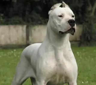 perros malos