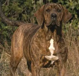 que hacer si te ataca un perro