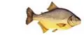 masa para pesca