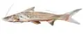 pesca en cohelo