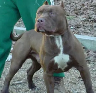 peores razas de perros
