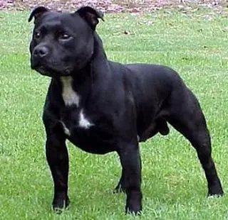 ¿Que harias si te viene a atacar un Pitbull ? Toma nota !