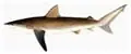 Pesca
